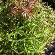 Pieris Japonica, Enchanted Forest Gay Goblin #5